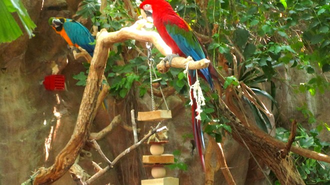 Macaws