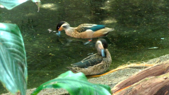 My little African cousins