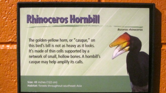 Rhinoceros Hornbill information