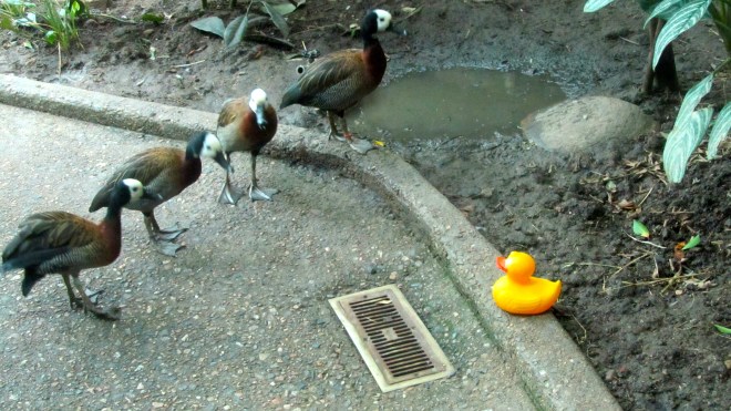 I am the new duck in town