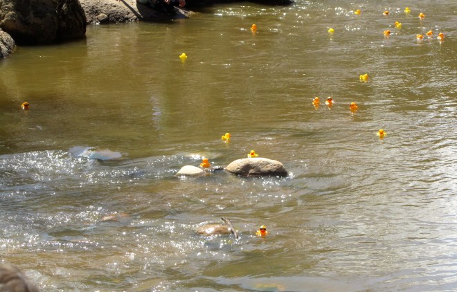 Swim little cousins.  Estes Park early in May