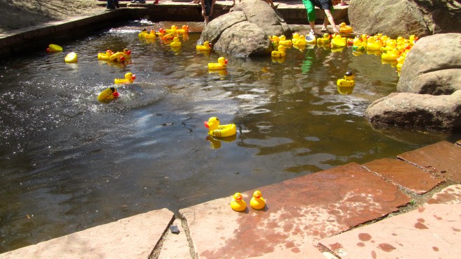 So many ducks