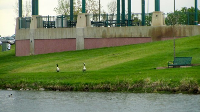 Geese talking to racers
