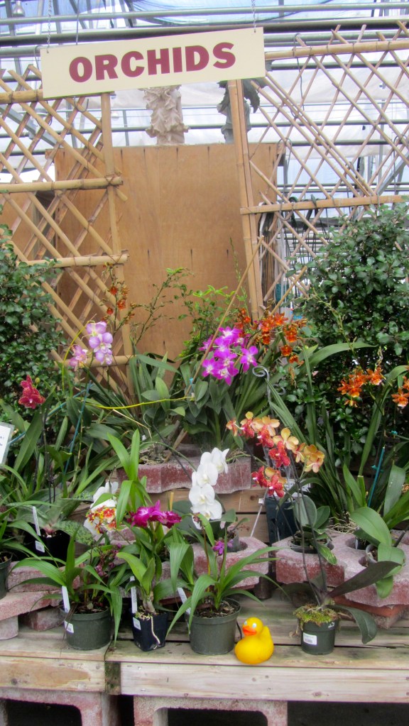 Not just for tropical areas now.