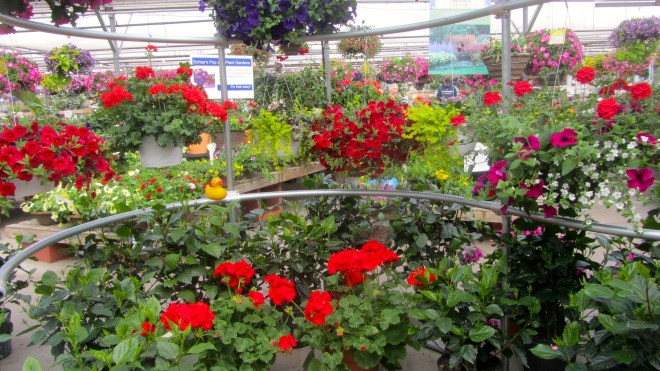 Beautiful bright colors