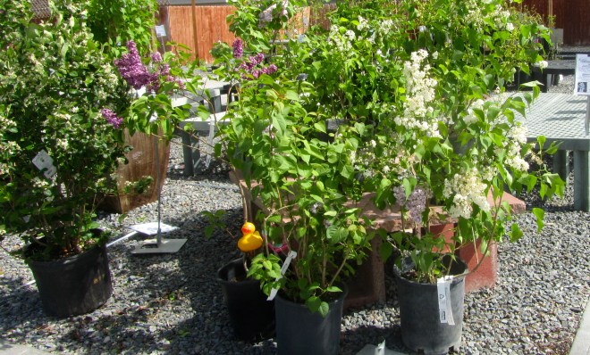 Lilacs to take home and plant