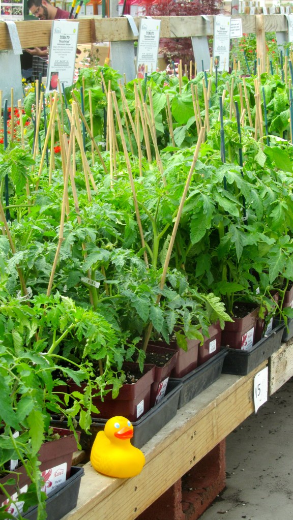 We will be back for tomatoes