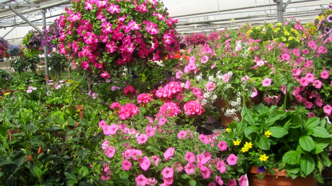 Echter's has so much!