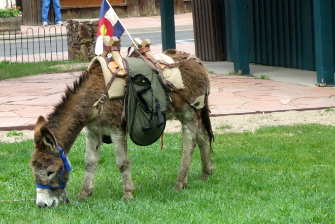 Proud of his Colorado flag