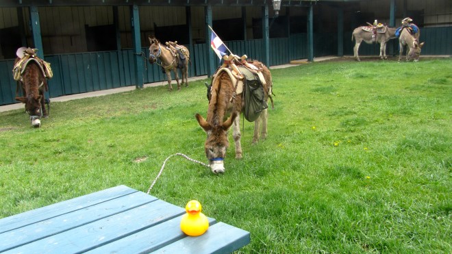 This burro is better than a lawn mower.