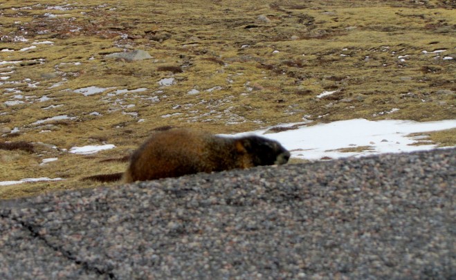 Marmot ready for summer