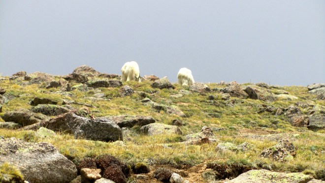 Mountain goats grazing