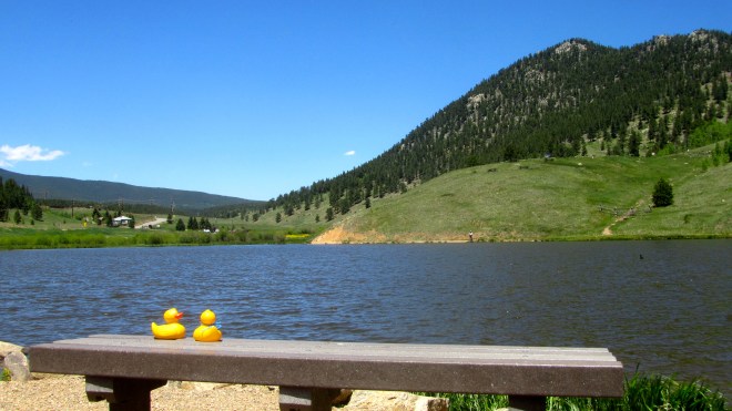 Black duck is floating on the right side of the lake