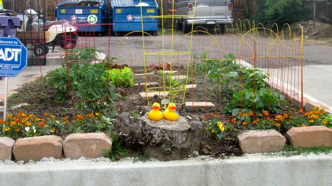 Vegetables growing
