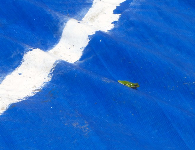 The frog is a winner!