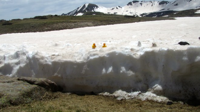 This is snow is cold!