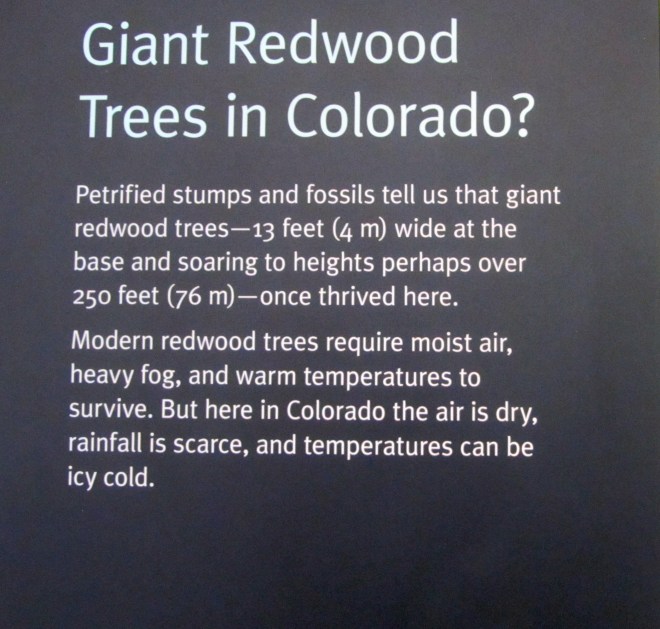 Yes.  Redwoods in Colorado