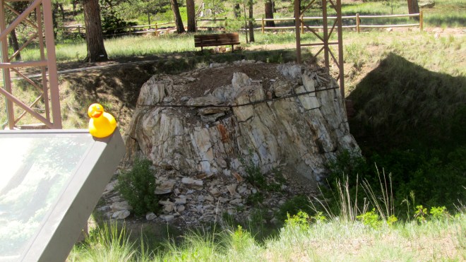 Redwoods in Colorado