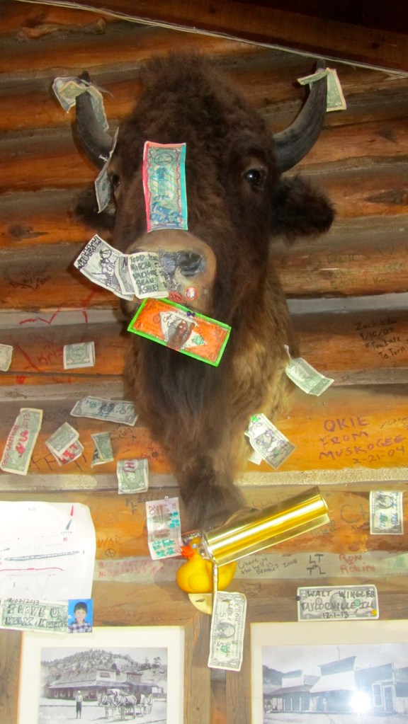 Buffalo watches over pool table