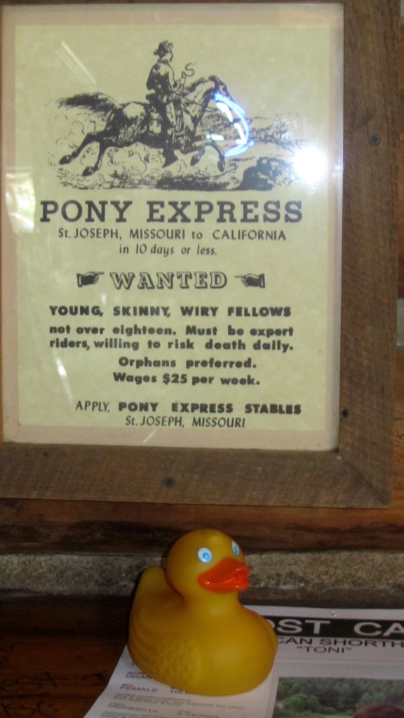 This is not a job for Zeb the Duck