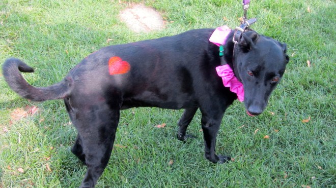 Steve strutting her stuff!