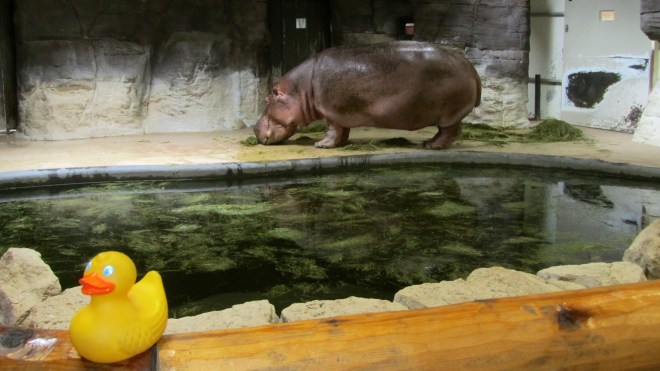 Bert has his own pool