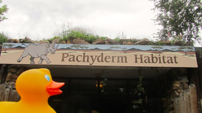 Bert and other hippos live here