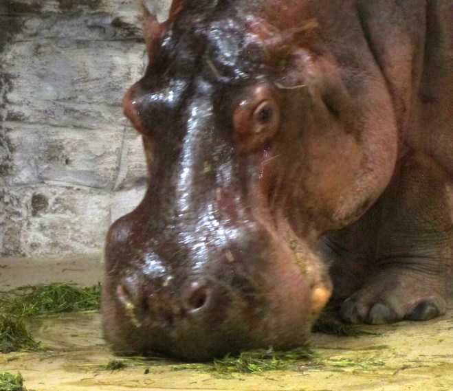 Bert is eating while watching me watch him