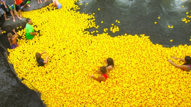 Some of the 13,000 ducks