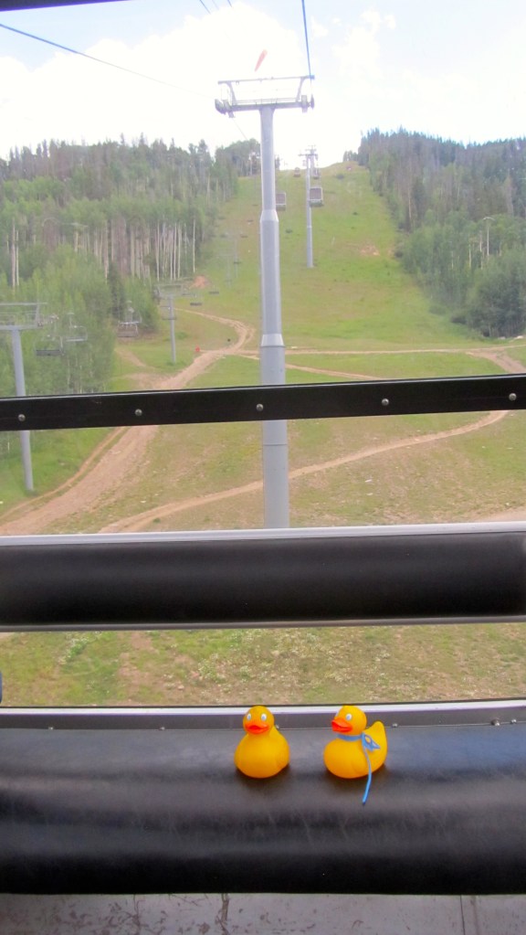 The ducks first gondola trip