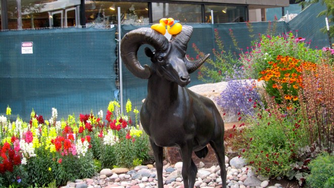 We look good on the ram's head