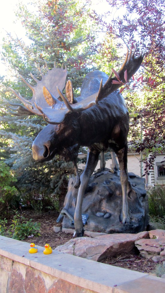 Moose certainly are big