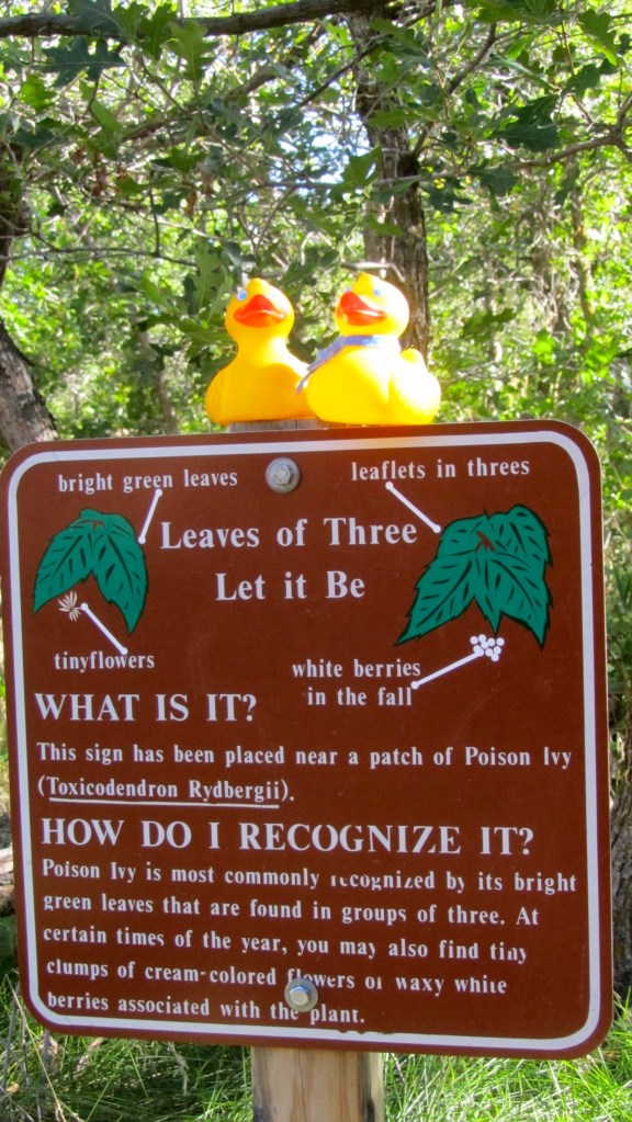 Poison Ivy?? Be careful!!