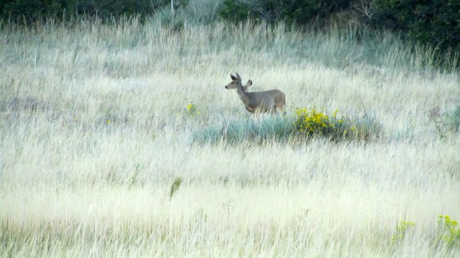 Mom is protecting her young.