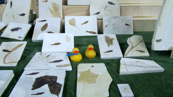 Fossils come in many sizes.