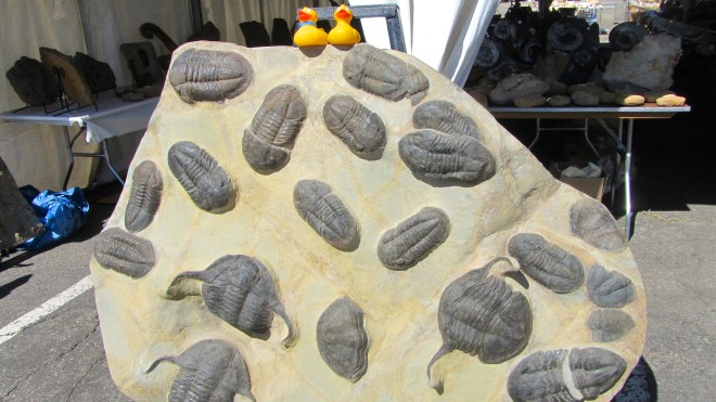Huge fossils