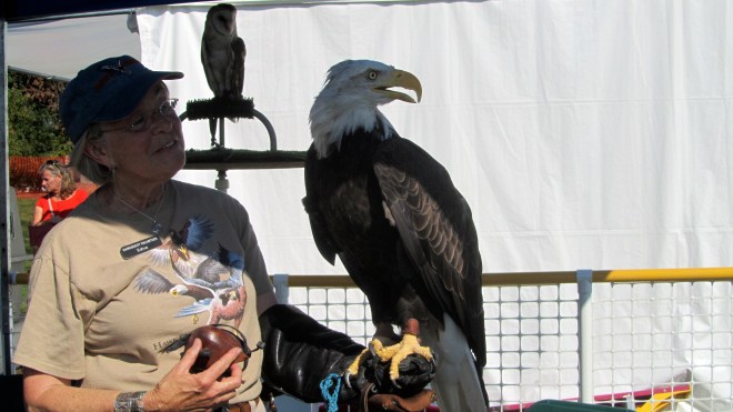 An American Bald Eagle--so close to us