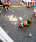 His hat slide. Fantastic dog