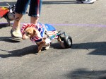 Patriotic dog with cart