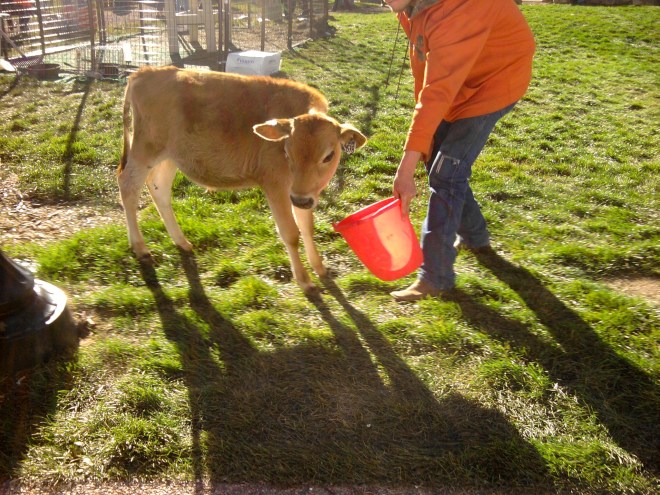 We loved this cow!  Was near booths and entertainment.