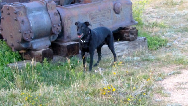 Steve loves to explore but stays with the humans