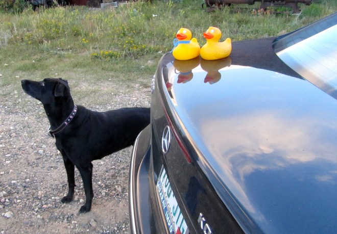 We watch Steve anticipate a treat