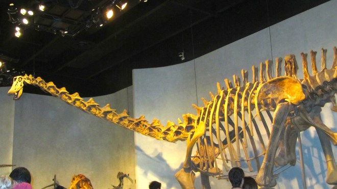 Long necked dinosaur