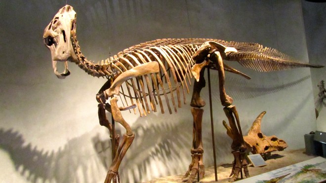 Duck billed dinosaur