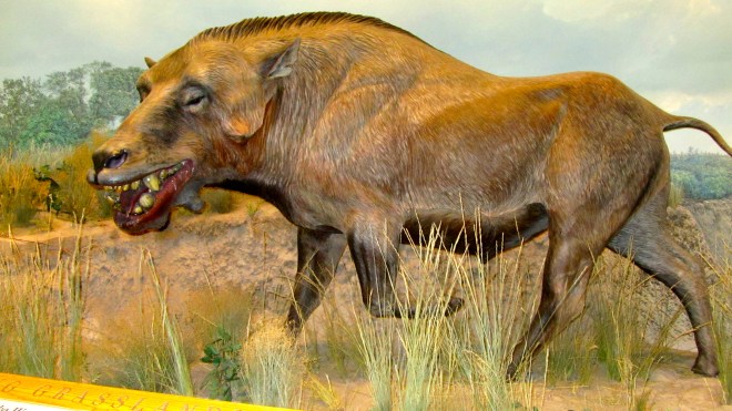 He lived in Nebraska about 20 million years ago.