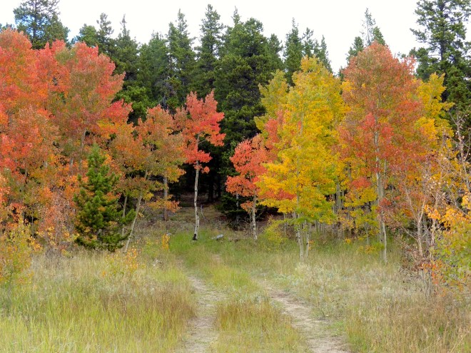 Combination of red, gold, green and evergreen trees