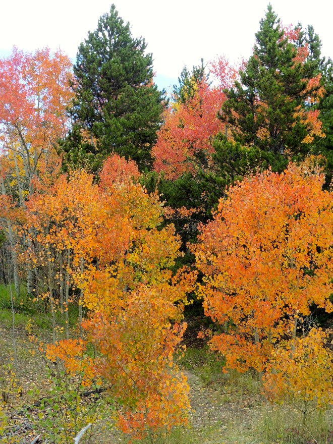 A mix of Colorado fall colors