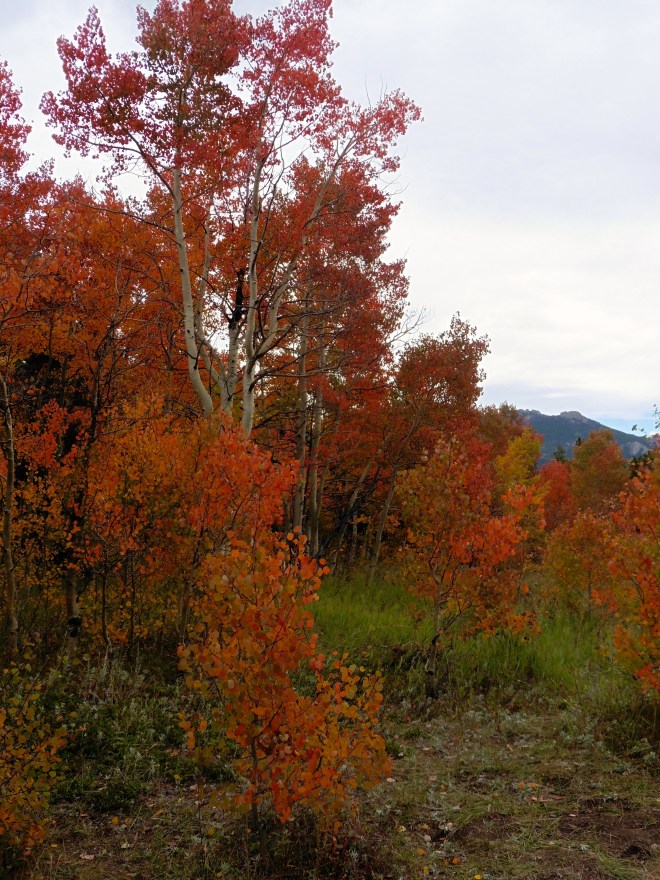 Red aspen