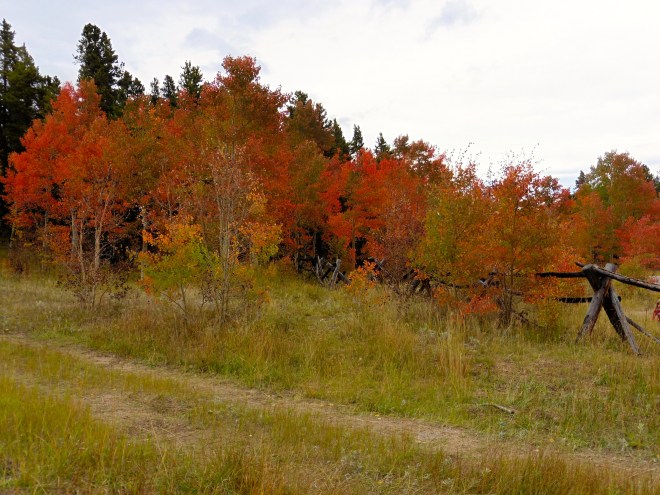 We loved this fence by the aspen trees