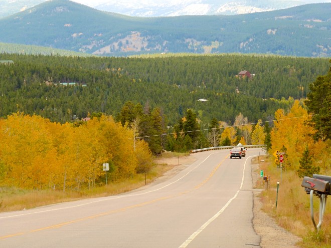 Golden aspen along the road